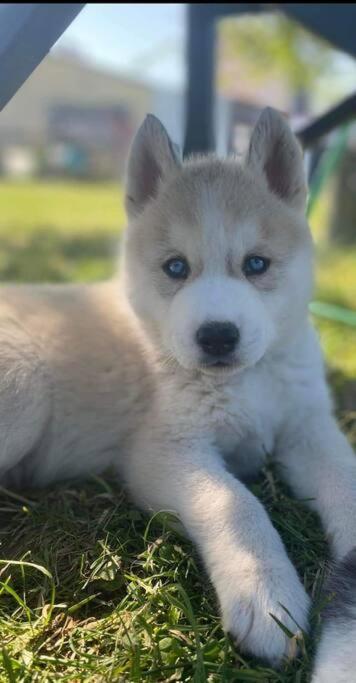 Gite Des Huskys Villa Tonnay-Charente Ngoại thất bức ảnh