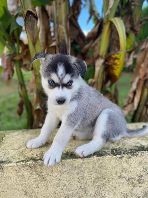 Gite Des Huskys Villa Tonnay-Charente Ngoại thất bức ảnh