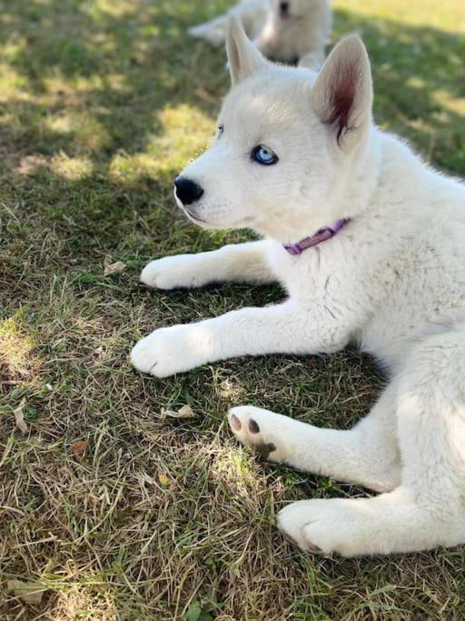 Gite Des Huskys Villa Tonnay-Charente Ngoại thất bức ảnh