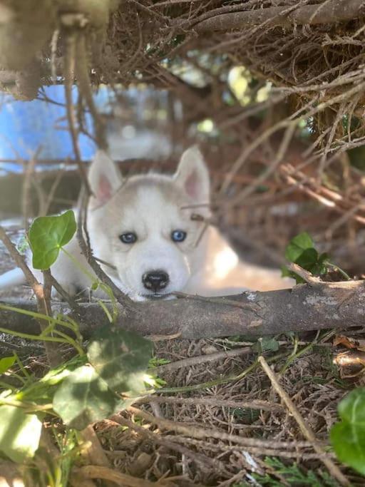 Gite Des Huskys Villa Tonnay-Charente Ngoại thất bức ảnh