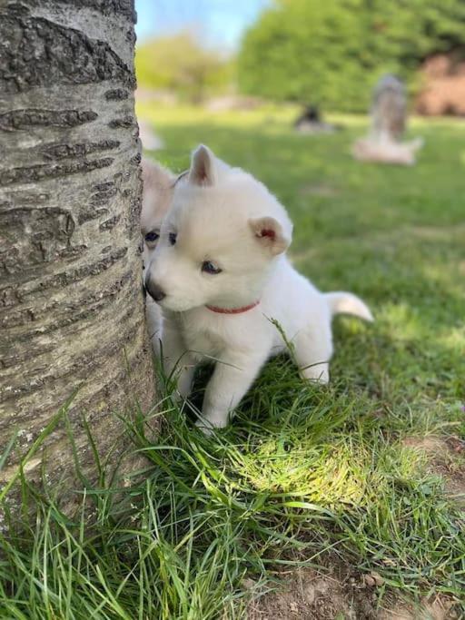 Gite Des Huskys Villa Tonnay-Charente Ngoại thất bức ảnh