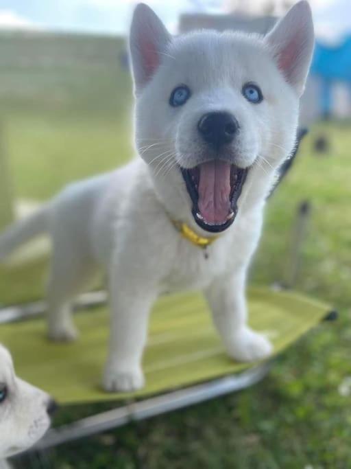 Gite Des Huskys Villa Tonnay-Charente Ngoại thất bức ảnh