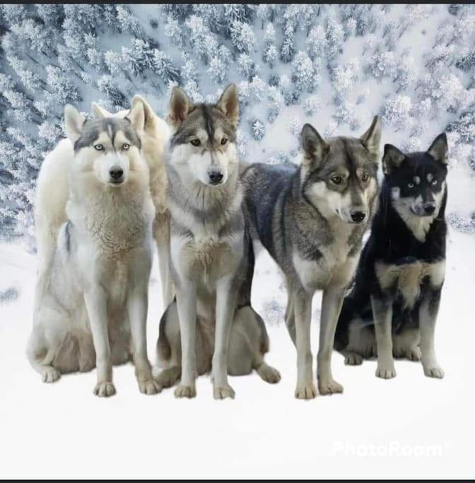 Gite Des Huskys Villa Tonnay-Charente Ngoại thất bức ảnh