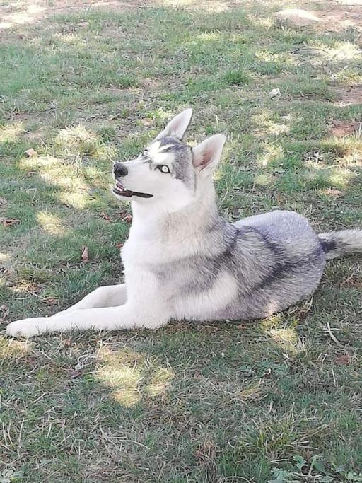 Gite Des Huskys Villa Tonnay-Charente Ngoại thất bức ảnh