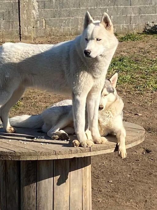 Gite Des Huskys Villa Tonnay-Charente Ngoại thất bức ảnh